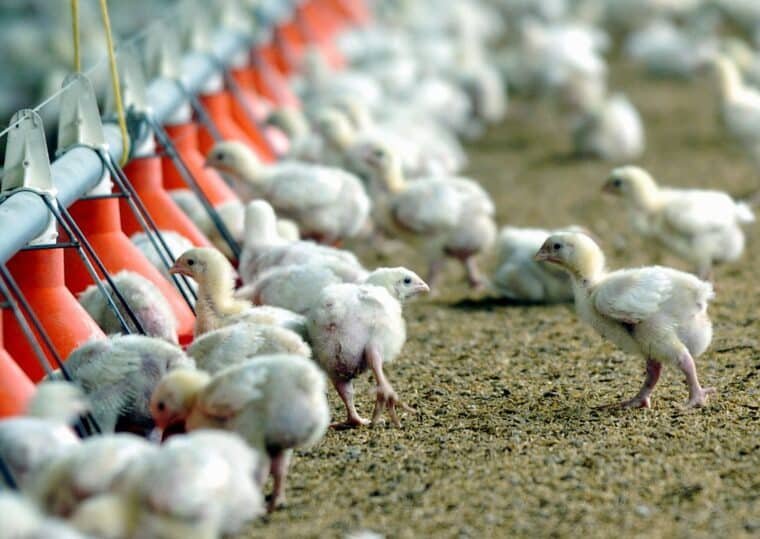 Un estudio planteó la edición genética para crear pollos resistentes a la gripe aviar