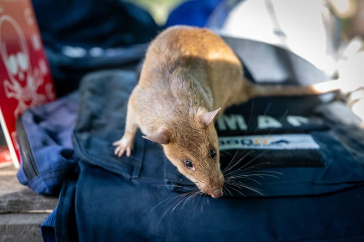 Una rata gigante estableció un Récord Guinness por detectar minas antipersonas