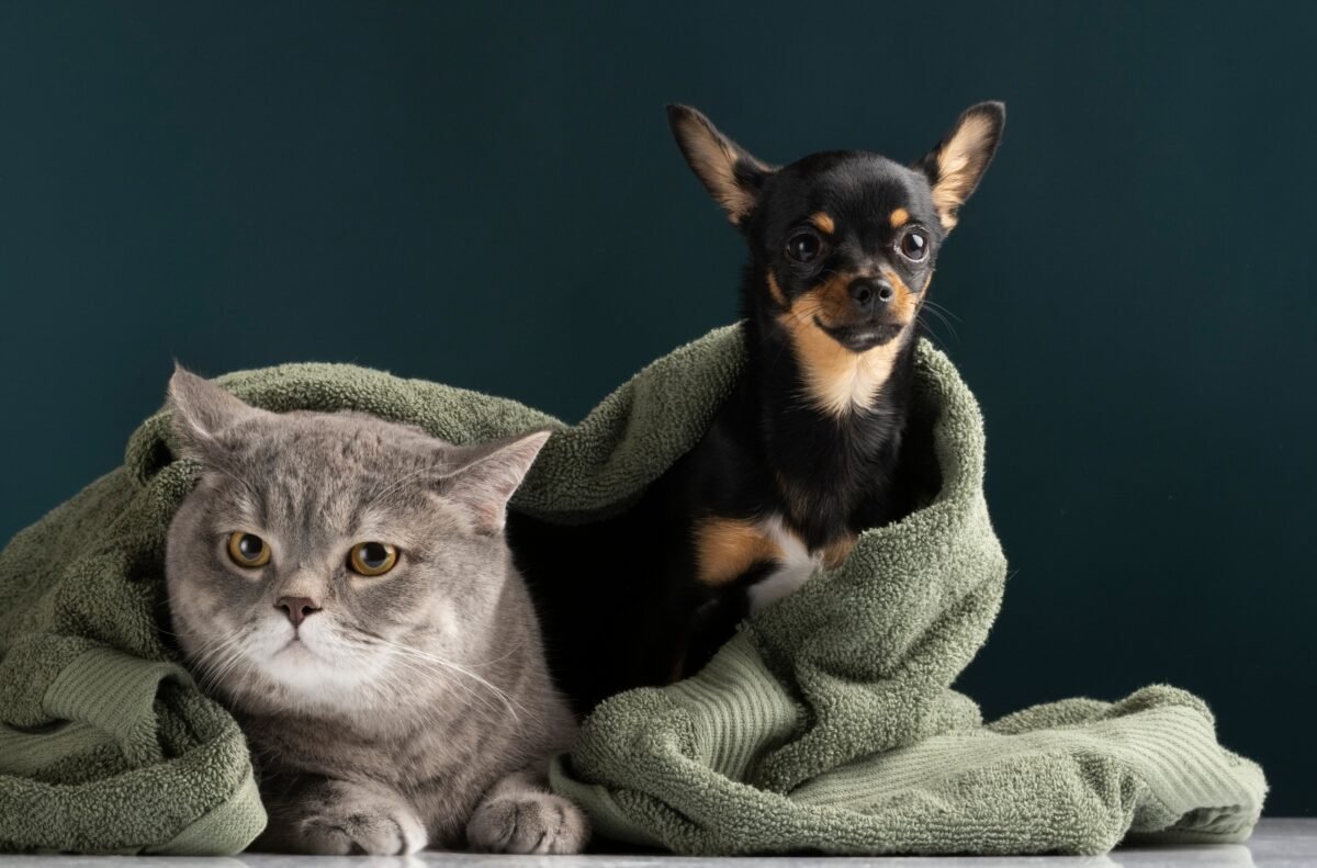 ¿Cuáles son las cinco enfermedades más frecuentes en perros y gatos y cómo tratarlas?