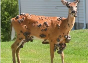 ¿Por qué algunos ciervos en EE UU presentan extraños bultos en la piel?