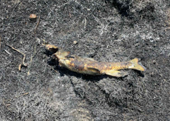 Un pez que cae del cielo causa un incendio y corte de electricidad en Canadá