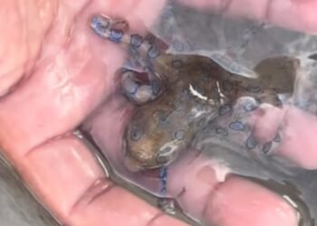 VIDEO: Turista jugó con el pulpo más venenoso del mundo sin saberlo y así terminó todo