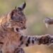 En imágenes: un lince juguetón y otras espectaculares fotos de la vida silvestre